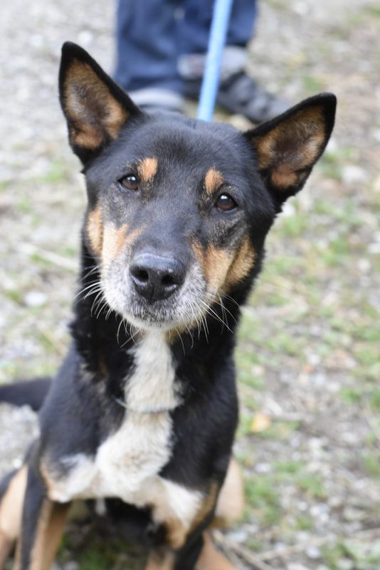 A close up of a black and brown dog on a leash