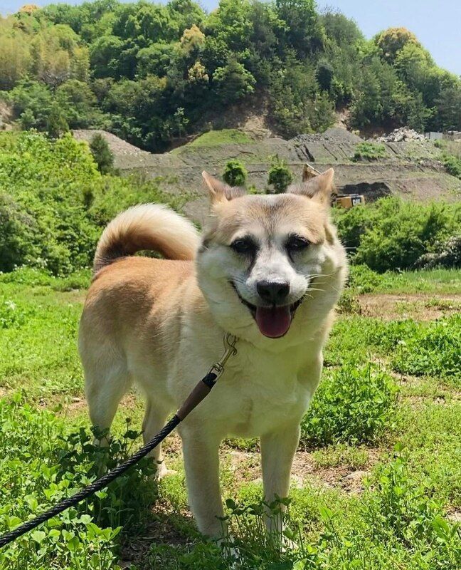 A brown and white dog on a leash is standing in a grassy field.