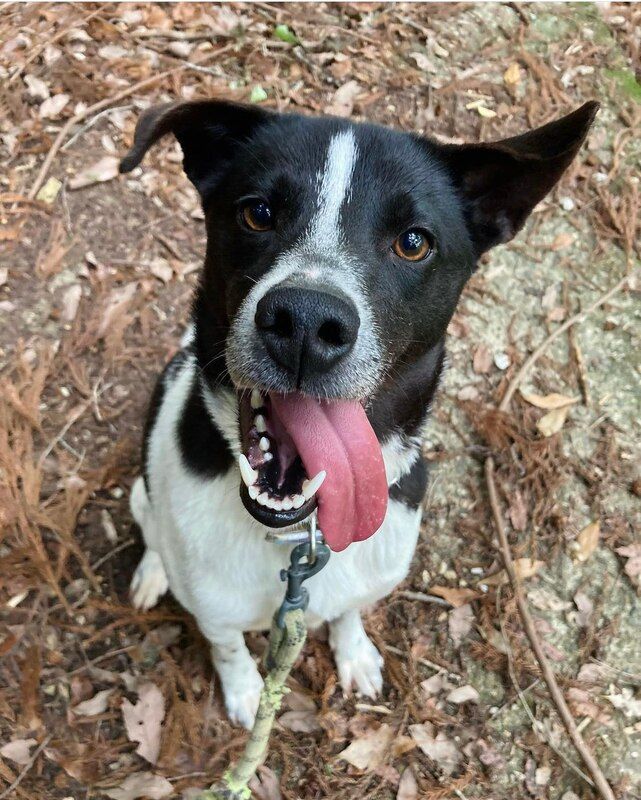 A black and white dog is sitting on the ground with its tongue hanging out.