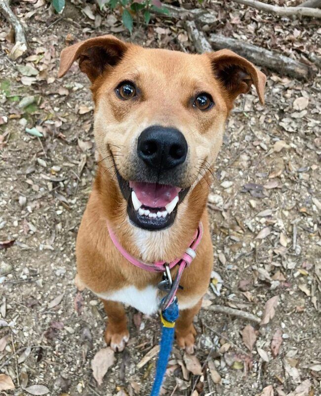 A brown and white dog on a leash is smiling and looking at the camera.