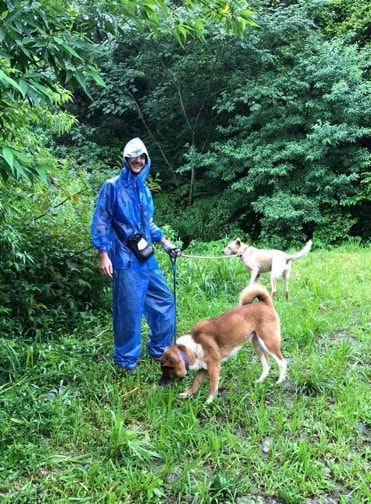 A man in a blue raincoat is walking two dogs in a field.