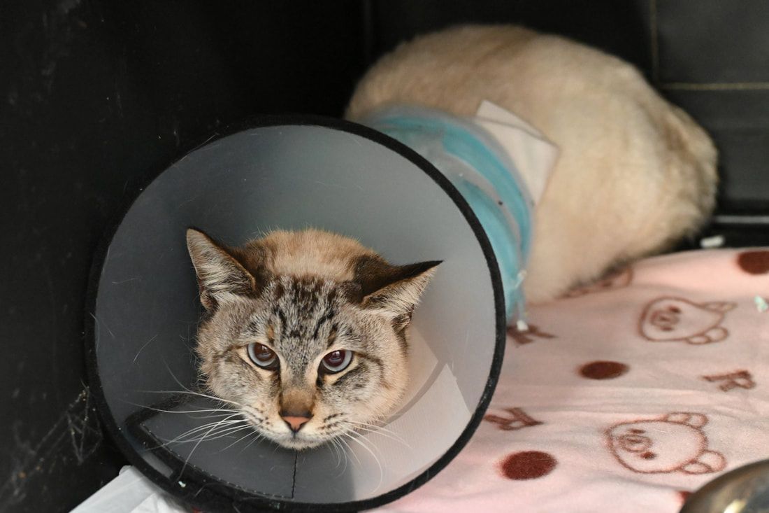 A cat is wearing a cone around its neck