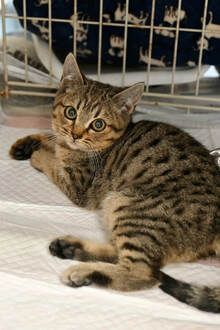 A kitten is laying on a bed next to a cage.