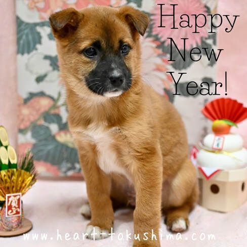 A brown and black puppy is sitting in front of a floral background.