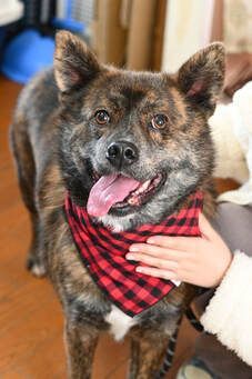 A dog wearing a red and black plaid bandana is being held by a person.