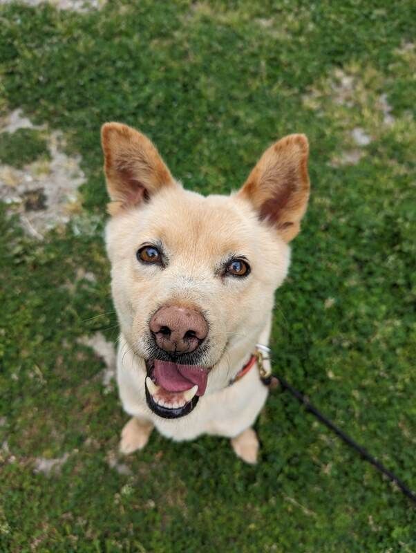 A dog is sitting in the grass and looking up at the camera.