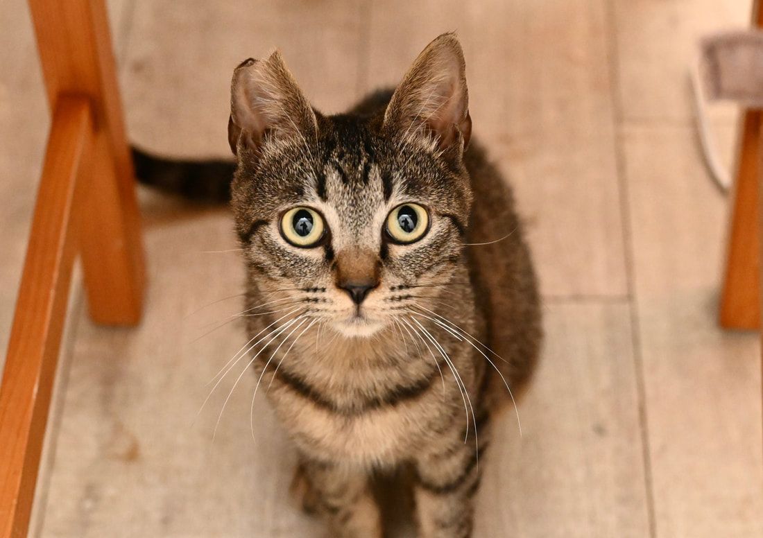 A cat is sitting on the floor looking up at the camera.