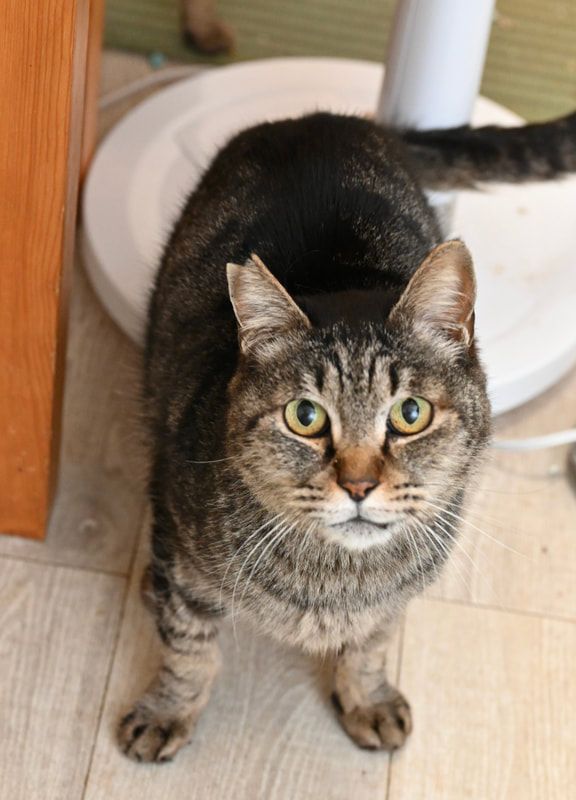 A cat is standing on a tiled floor and looking up at the camera.