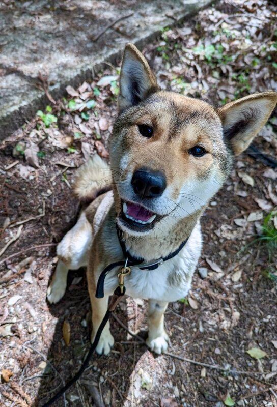 A brown and white dog is sitting on the ground on a leash.