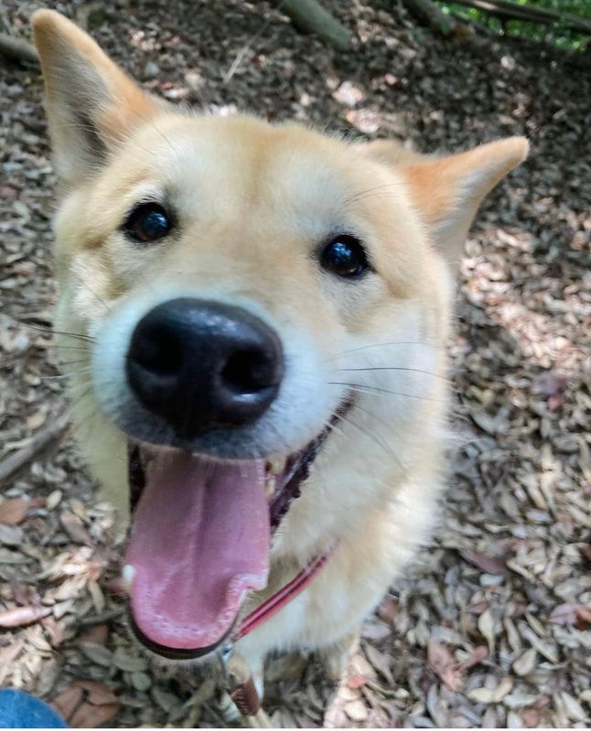 A close up of a dog with its tongue hanging out.