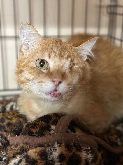 An orange cat is sitting on a leopard print blanket in a cage.