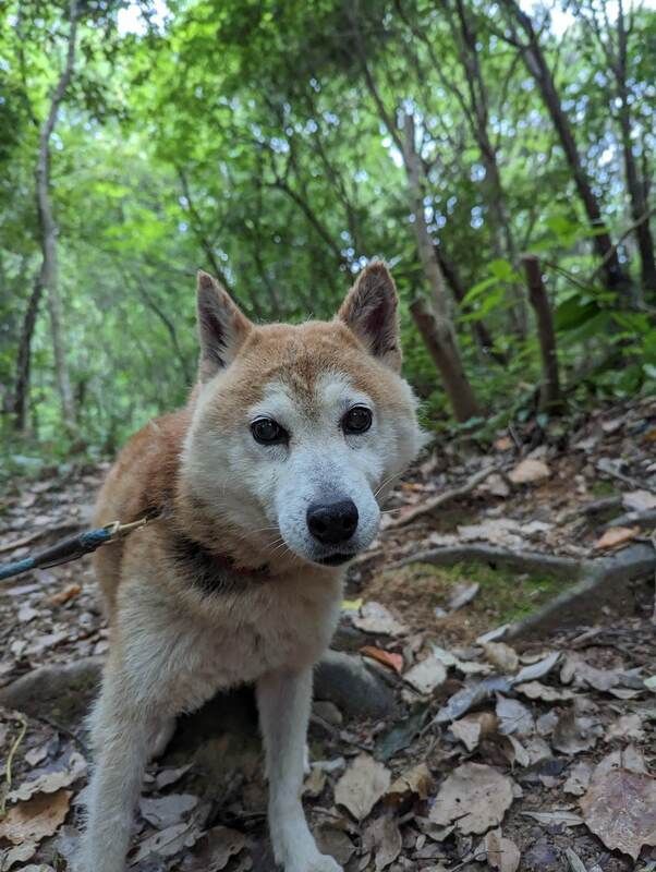 A brown and white dog is standing in the woods on a leash.