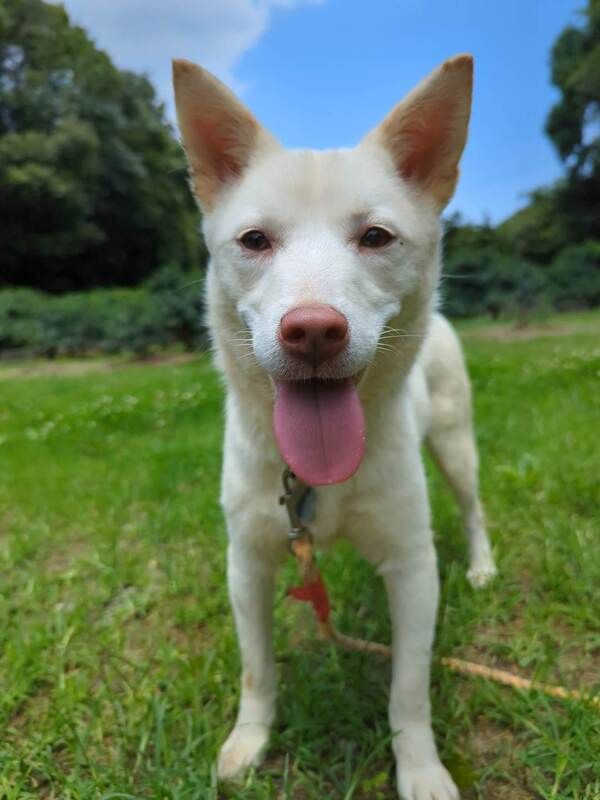 A white dog with a pink tongue is standing in the grass.