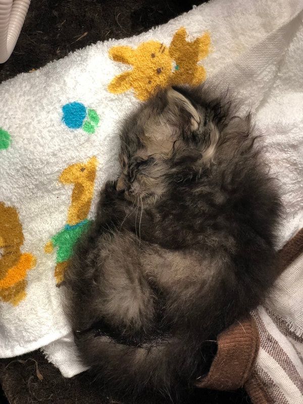 A small kitten is sleeping on a white towel.