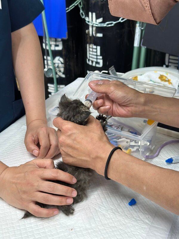 A person is feeding a kitten with a syringe