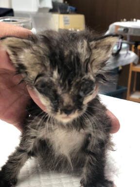 A person is holding a small kitten in their hand.