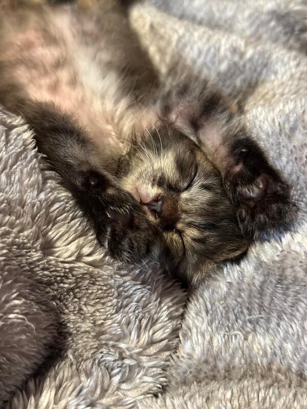 A kitten is sleeping on a blanket on its back.