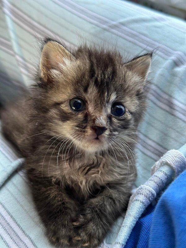 A small kitten is laying on a bed and looking at the camera.