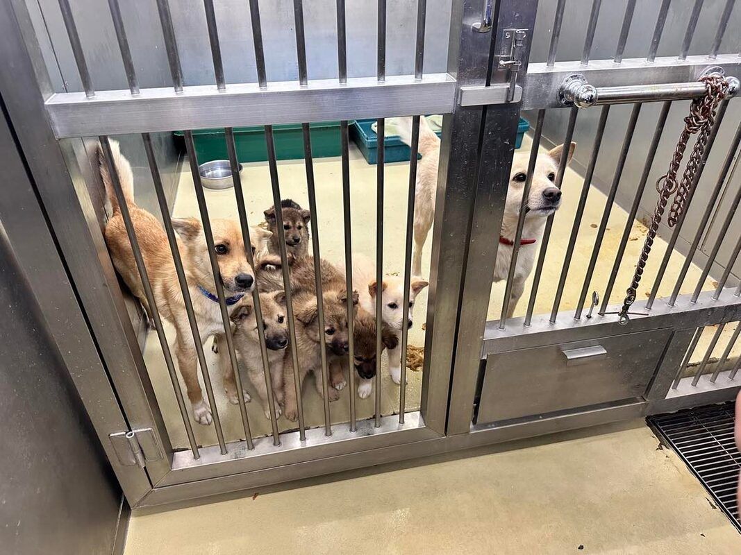 A group of dogs are behind bars in a cage.