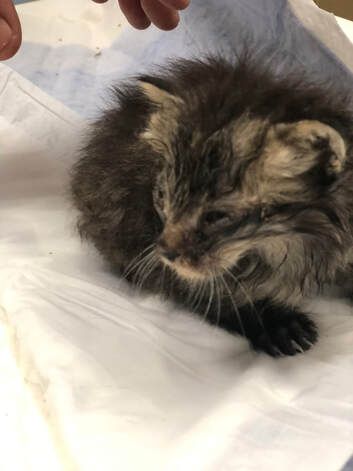 A kitten is laying on a white blanket on a table.