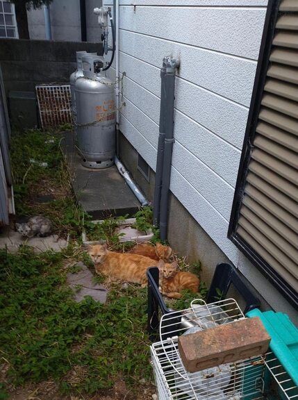 A cat is laying in the grass in front of a house.