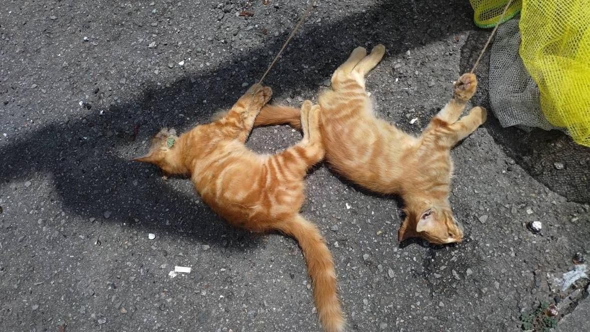 Two orange kittens are laying on the ground.