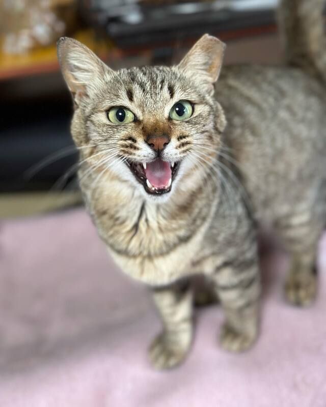 A cat is standing on a pink blanket with its mouth open.