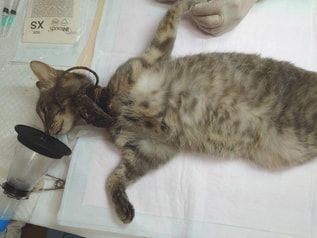 A cat is laying on a white blanket on a table.