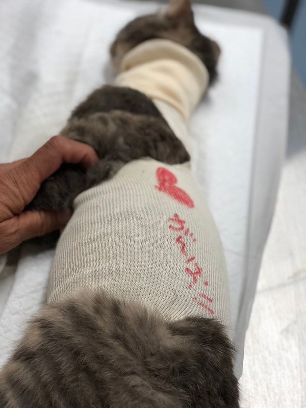 A person is holding a cat 's paw in a hospital bed.