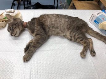 A cat is laying on a table with a bandage around its neck.