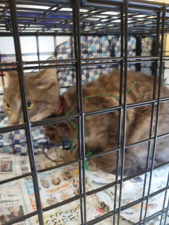 A cat is laying in a cage on top of a newspaper.