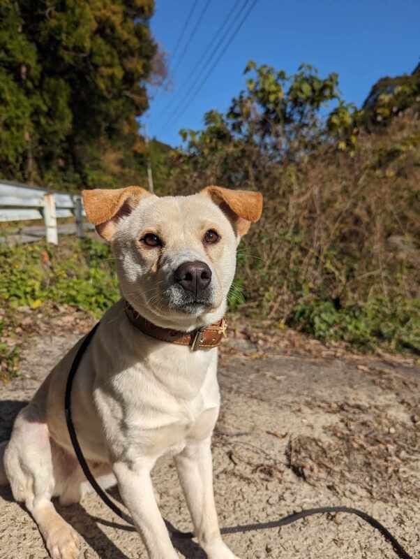 A small white dog is sitting on the ground on a leash.