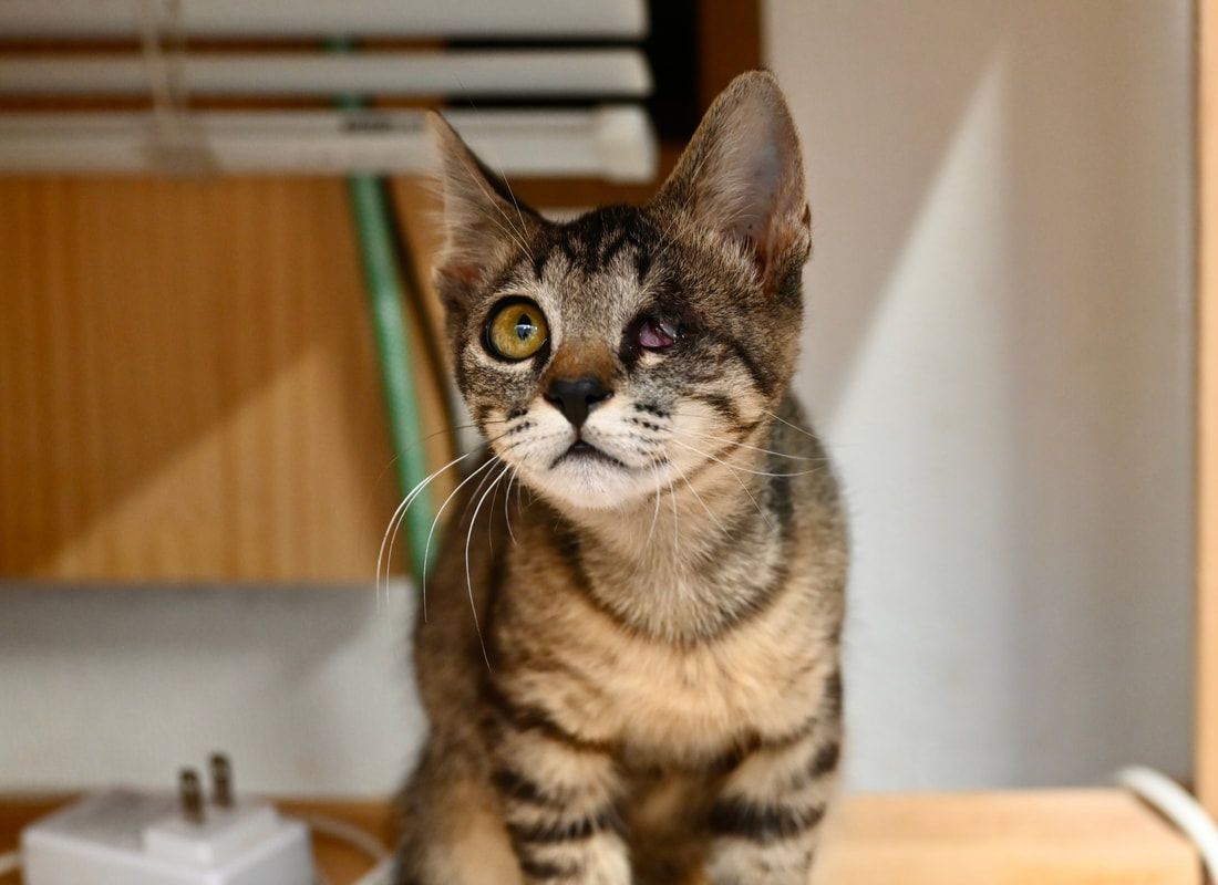 A kitten is sitting on a table and looking up at the camera.