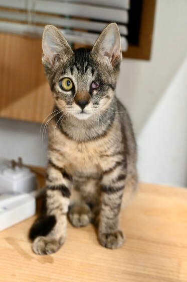 A kitten is sitting on a wooden table and looking at the camera.