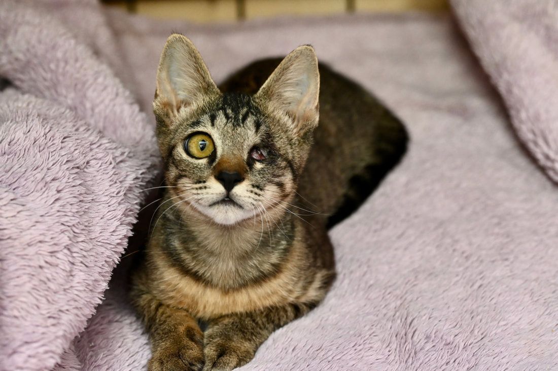 A cat is laying on a purple blanket and looking at the camera.