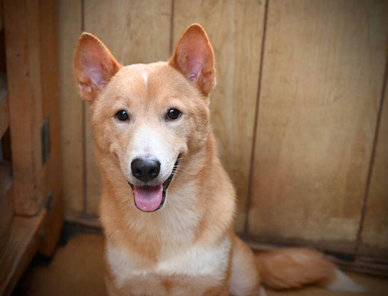 A brown and white dog is sitting in front of a wooden wall.