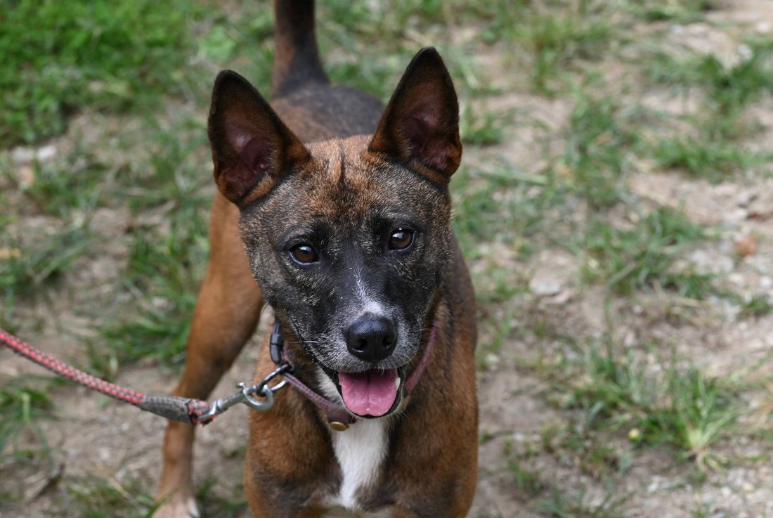 A brown and black dog is walking on a leash in the grass.