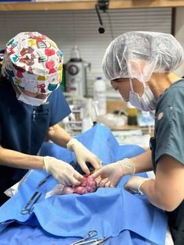 Two surgeons are working on a dog in an operating room.