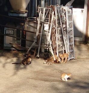 A group of cats are sitting on the ground in front of a building.