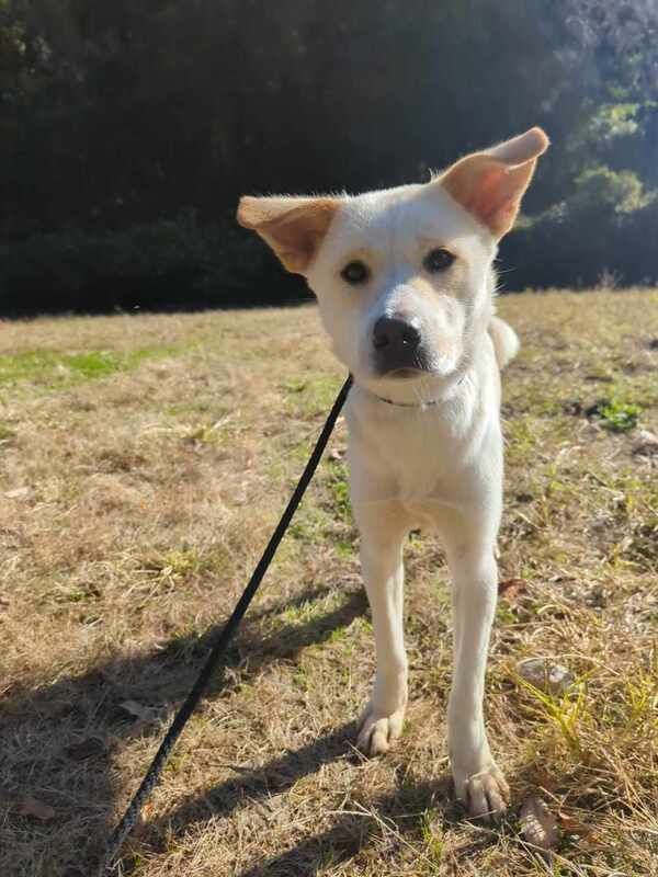 A white dog is standing on a leash in a field.