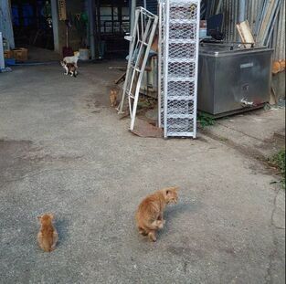 A group of cats are standing on a sidewalk in front of a building.