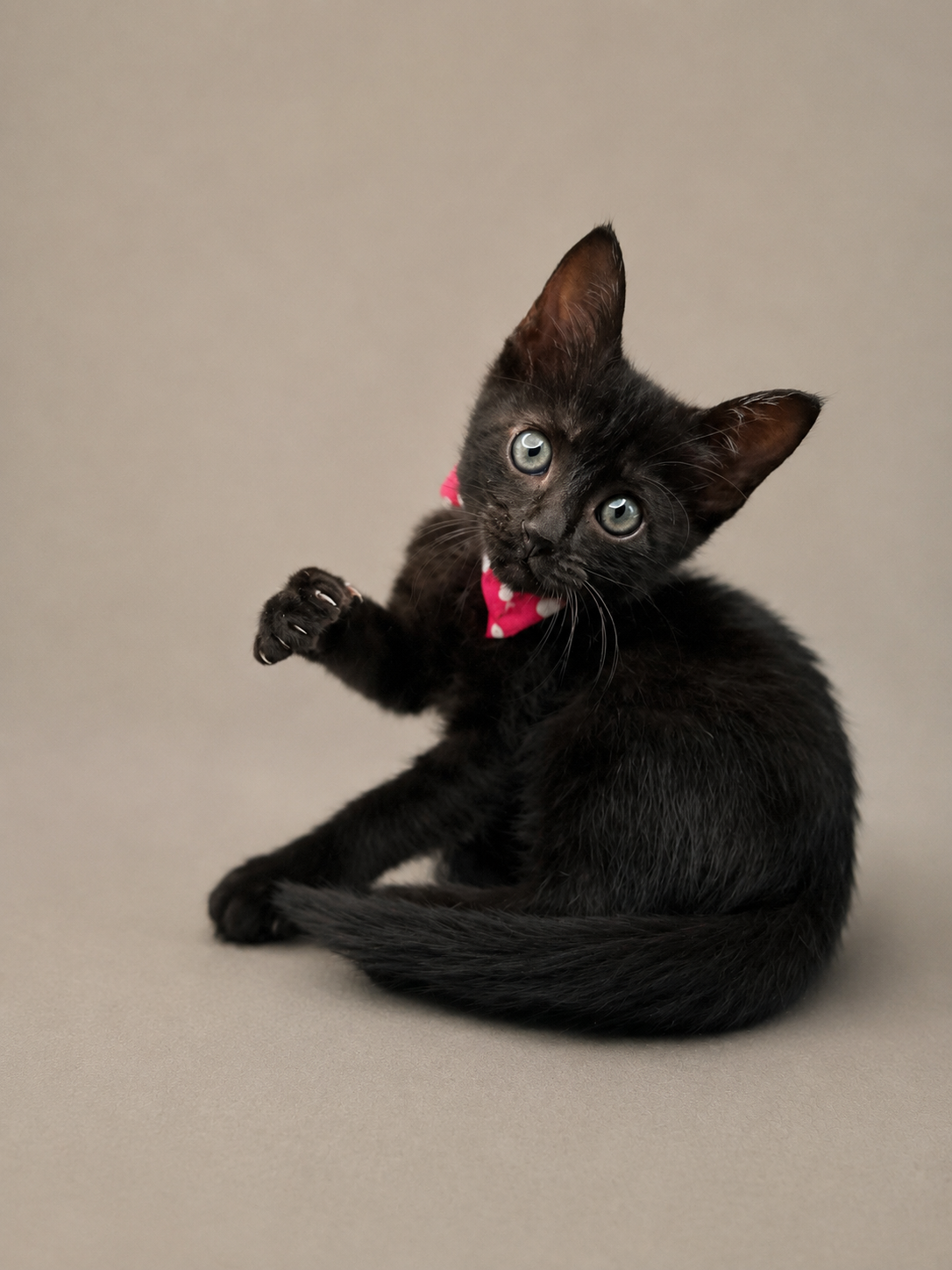 徳島で保護された黒猫の子猫ローシー。全国から里親募集中です。Sweet black rescue kitten Rosie for adoption. Nationwide applications