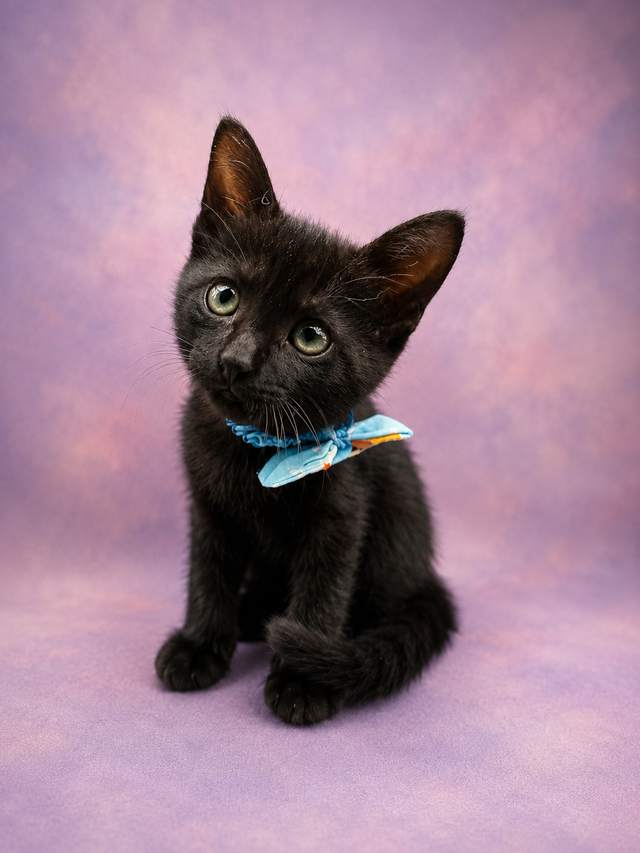 子猫デニム里親募集中｜Tokushima Rescue Kitten for Adoption