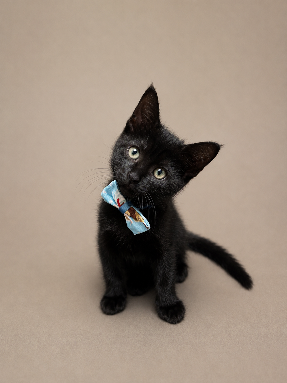 徳島で保護された黒猫の子猫デニム。全国から里親募集中。Sweet black rescue kitten Denim for adoption. Nationwide applications wel