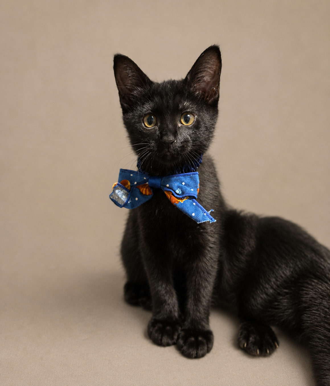 徳島で保護された黒猫の子猫ネイビー。全国から里親募集中。Sweet black rescue kitten Navy for adoption. Nationwide applications wel