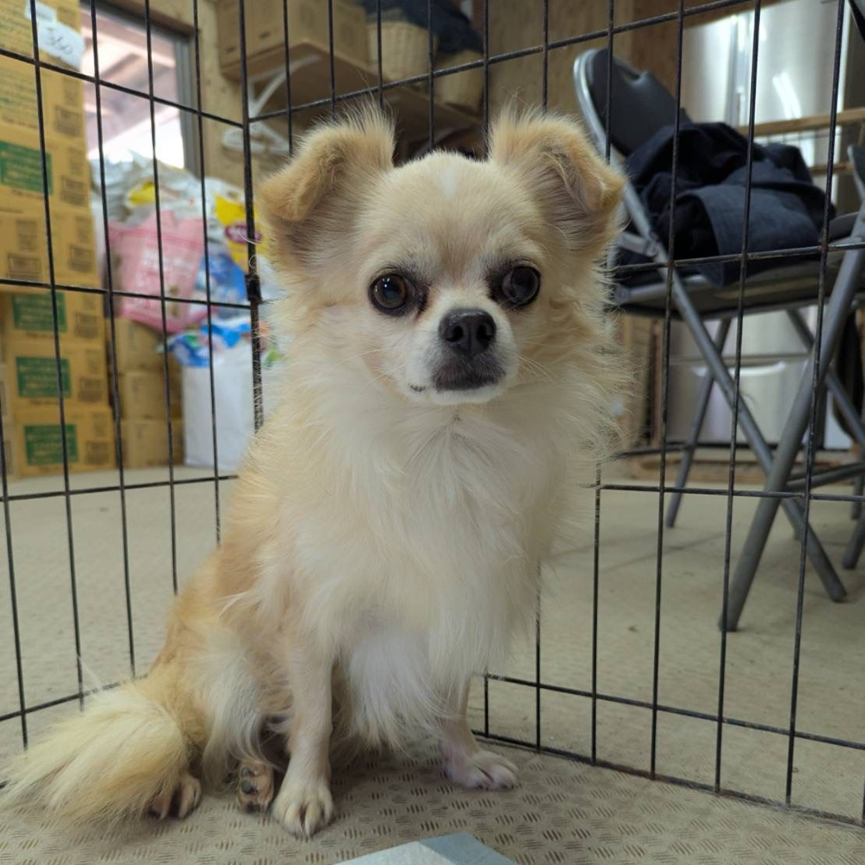 カラメラ｜薄いクリーム色の毛並みで、大きな瞳をした恥ずかしがり屋のチワワ（女の子）。全国譲渡対応。
