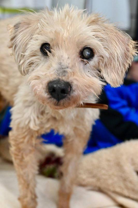 A small dog with a stick in its mouth is looking at the camera.