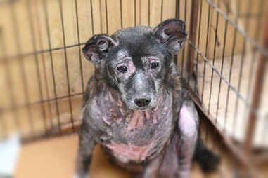 An old dog is sitting in a cage and looking at the camera.