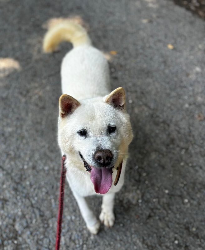 A white shiba inu dog is walking on a leash.