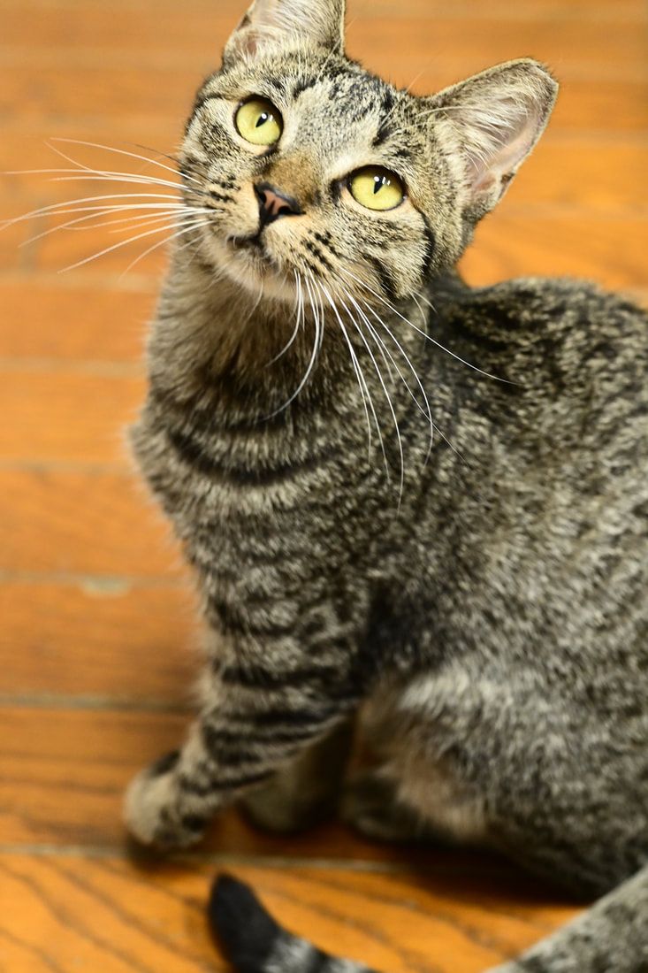 A cat is sitting on a wooden floor and looking up at the camera.